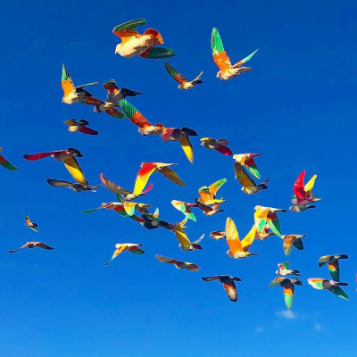 Colombicultura en Murcia, inicios de su historia 